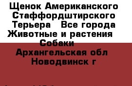 Щенок Американского Стаффордштирского Терьера - Все города Животные и растения » Собаки   . Архангельская обл.,Новодвинск г.
